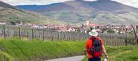 Hiking between the vineyards of Alsace | Charles Hawes