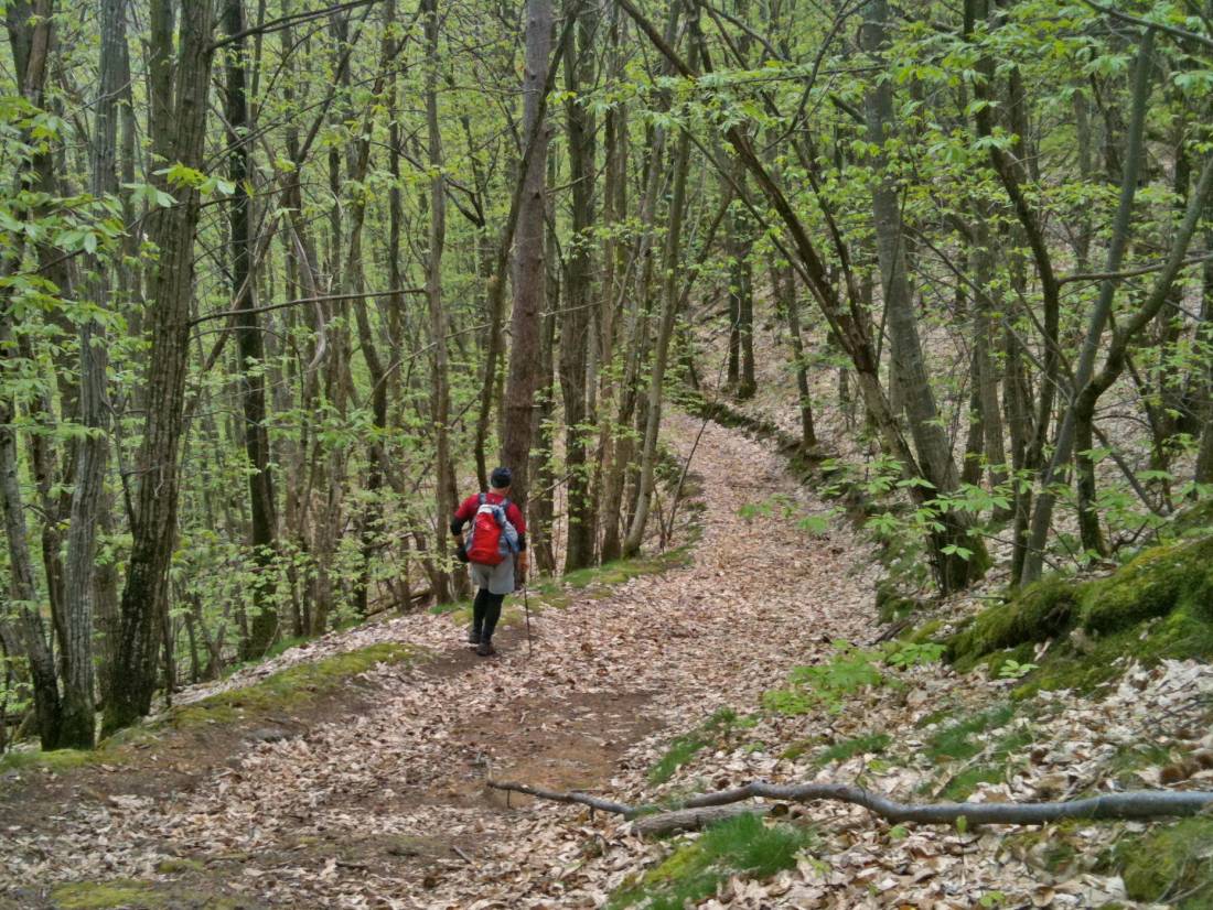 Walking through the forest, Cevennes