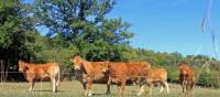 Limousin cows greet us on our walk in France | Nathalie Thomson