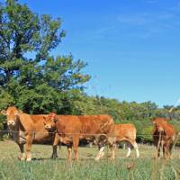 Limousin cows greet us on our walk in France | Nathalie Thomson