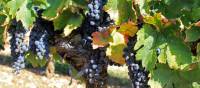 Grapes on the vine | Nathalie Thomson