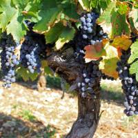 Grapes on the vine | Nathalie Thomson