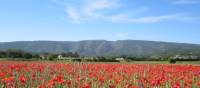 Poppy field at the foot of the Luberon mountain
