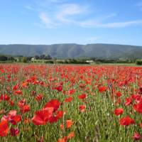 Poppy field at the foot of the Luberon mountain