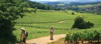 Walking near Meursault