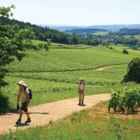 Walking near Meursault