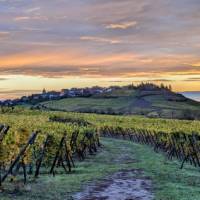 The Schoenenbourg, Grand Cru estate | Jon Millen