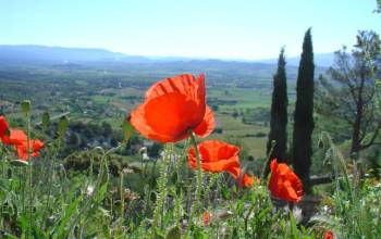 Find poppies on a summer walk around Gordes