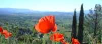 Find poppies on a summer walk around Gordes