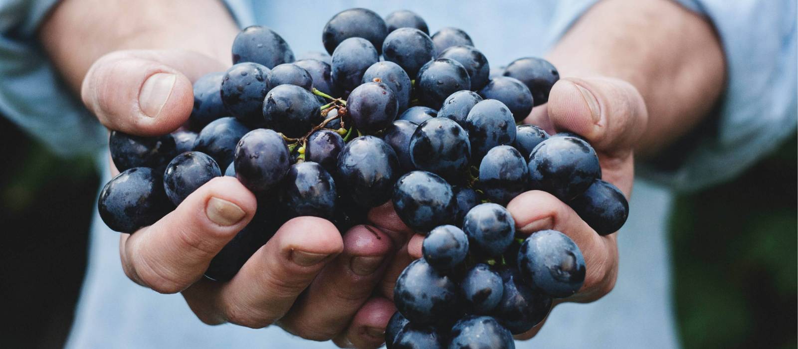 A handful of freshly harvested red grapes | Maja Petric