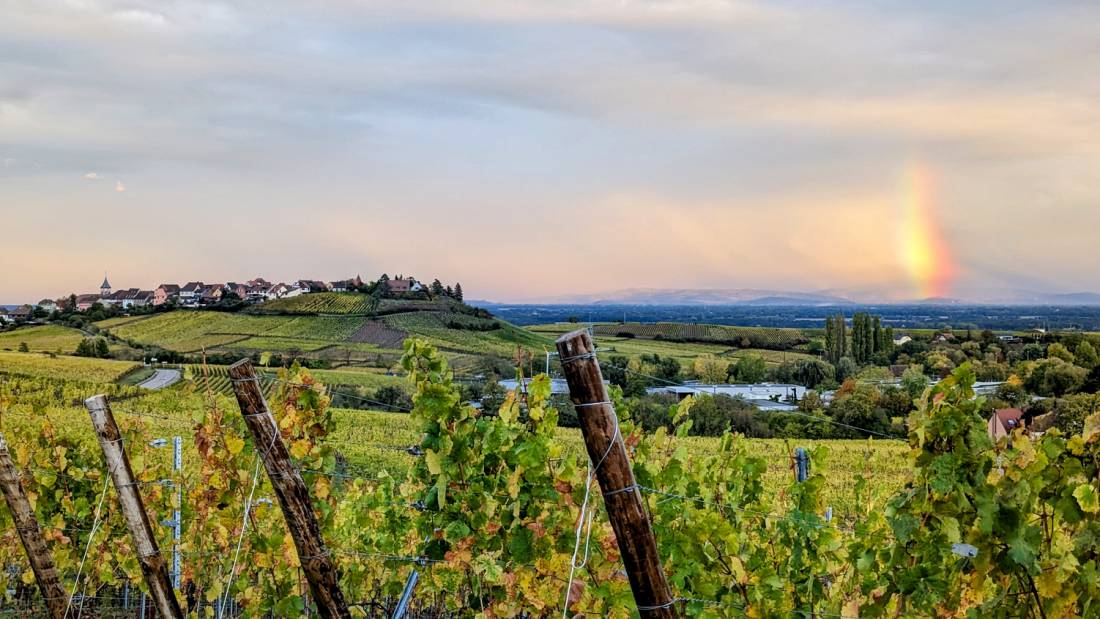 Vineyard after rain |  <i>Jon Millen</i>