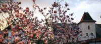 Blooming flowers in local Souillac street | Jon Millen