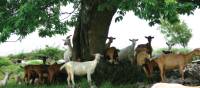 Goats near lamastre
