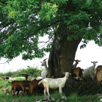 Goats near lamastre