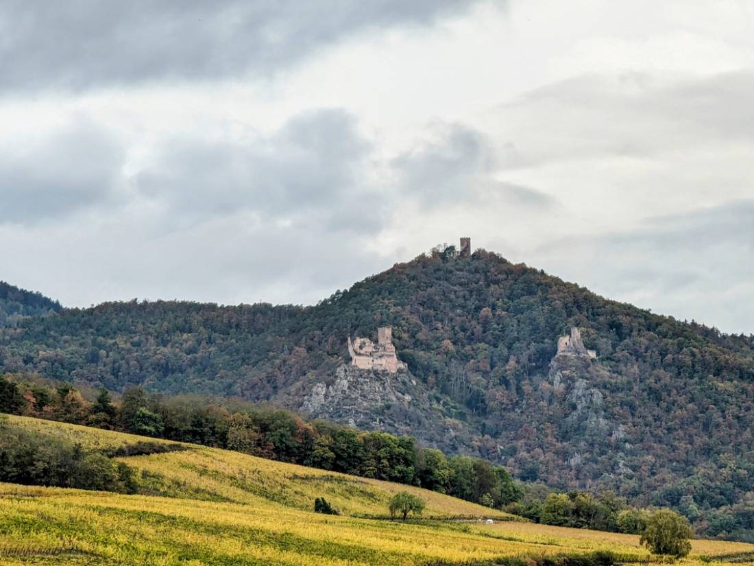 Three castles appear on the hillside above Ribeauville |  <i>Jon Millen</i>