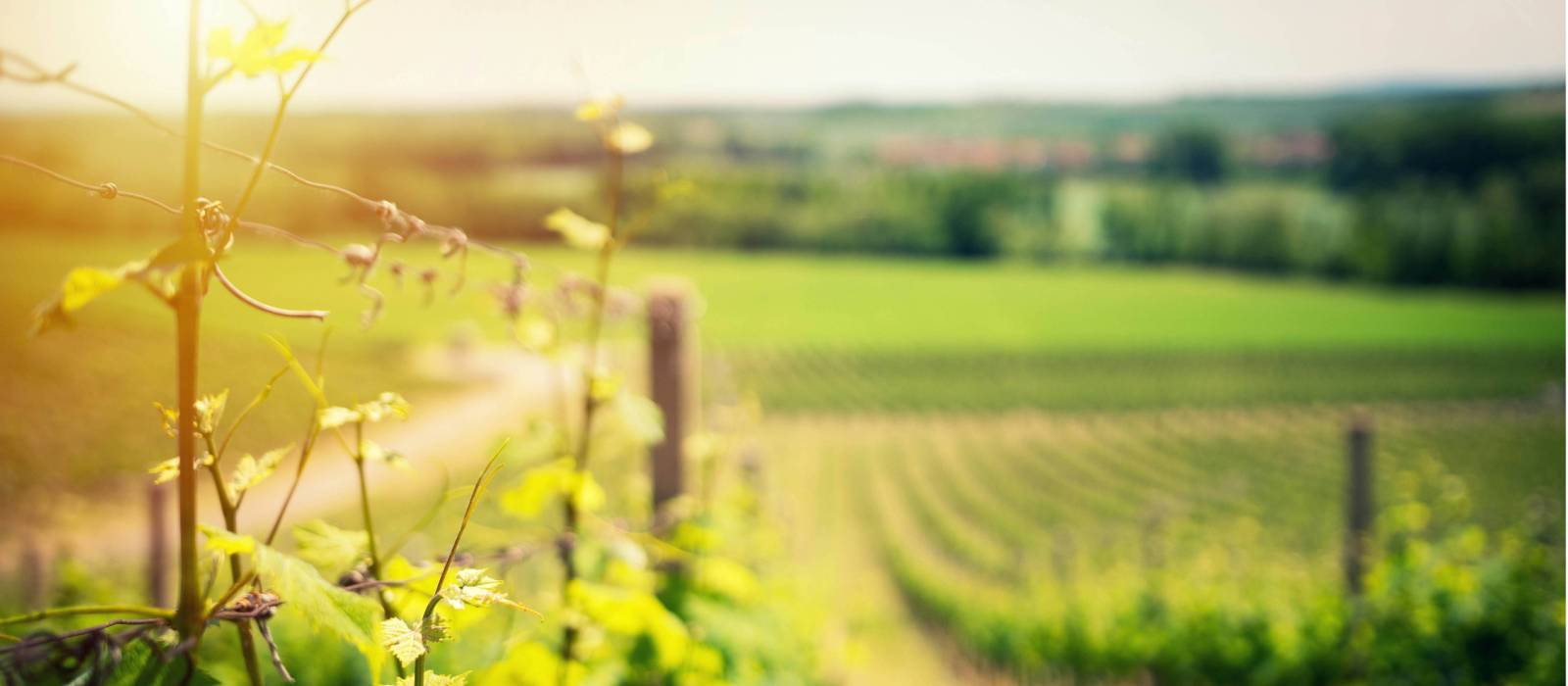 European vineyard trails | Ales Maze