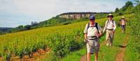 Walking by the vineyards near Nolay | John Millen