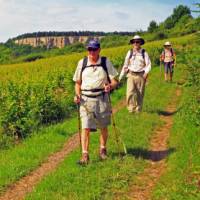 Walking by the vineyards near Nolay | John Millen