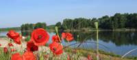 Poppies adorn the path along the Loire River | John Millen