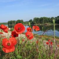Poppies adorn the path along the Loire River | John Millen
