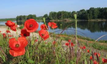 Poppies adorn the path along the Loire River&#160;-&#160;<i>Photo:&#160;John Millen</i>
