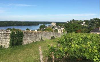 Walk along the vineyards outside Montsoreau&#160;-&#160;<i>Photo:&#160;John Millen</i>