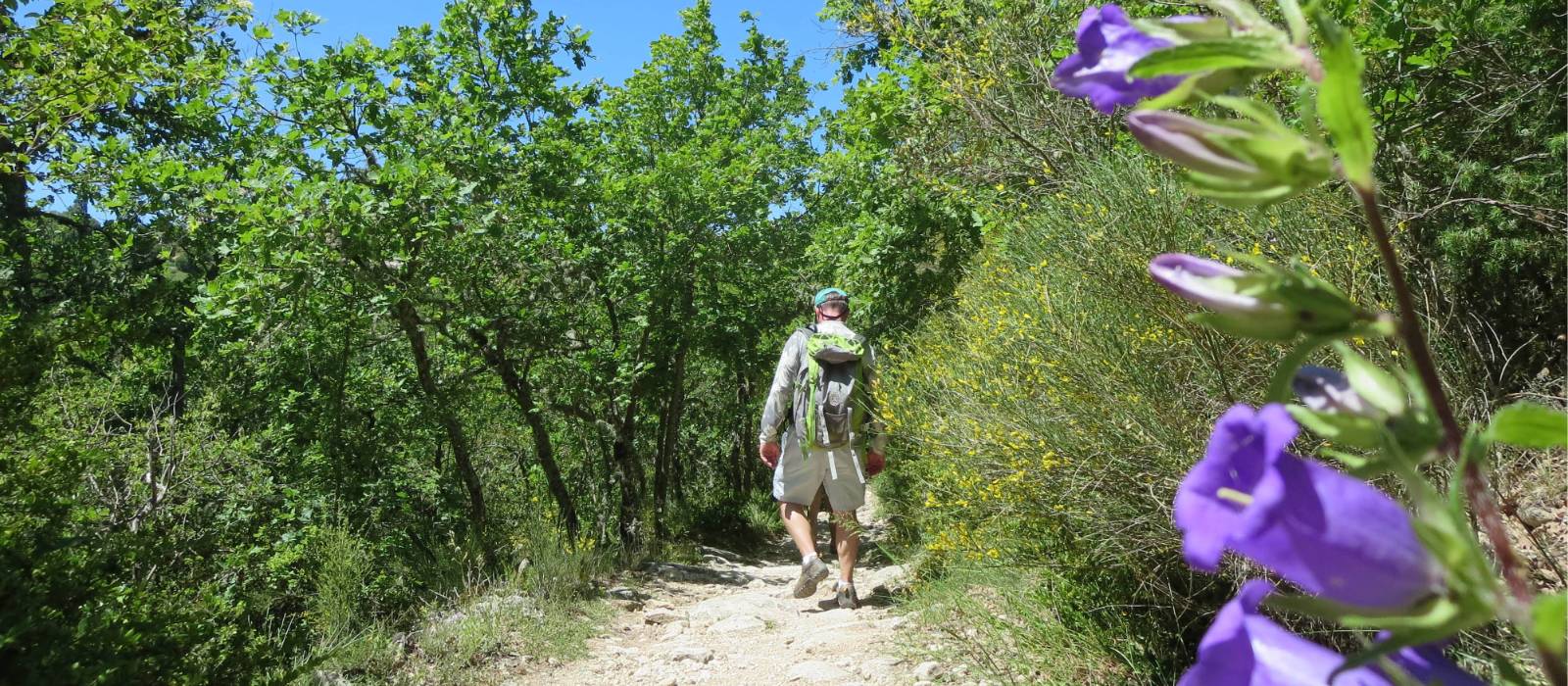 Walk on fragrant paths in Provence, France