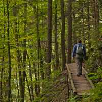 Boardwalks through a Bavarian forest | Will Copestake