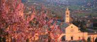 Assisi through the blossom