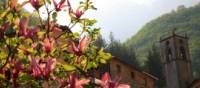 Spring flowering Camelia at Fornovolasco, Italy | John Millen