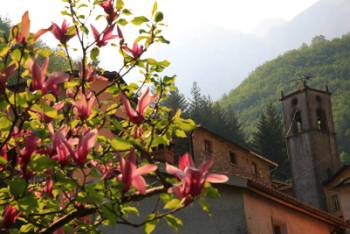 Spring flowering Camelia at Fornovolasco, Italy&#160;-&#160;<i>Photo:&#160;John Millen</i>