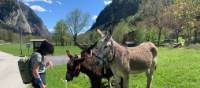 A hiker greets a bunch of Swiss/Italian donkeys on the Via Spluga