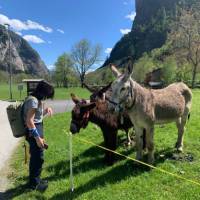A hiker greets a bunch of Swiss/Italian donkeys on the Via Spluga
