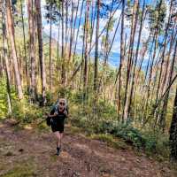 Typical woodland walking | John Millen