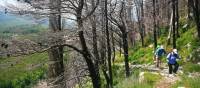 Entering charred forest near Santa Maria di Castello | John Millen