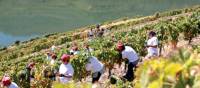 Grape harvest season in the Douro Valley | AT Porto and the North