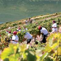 Grape harvest season in the Douro Valley | AT Porto and the North