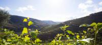 Vineyards of the Douro Valley | Andre Carvalho
