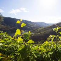 Vineyards of the Douro Valley | Andre Carvalho