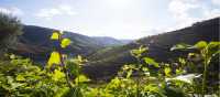Vineyards of the Douro Valley | Andre Carvalho
