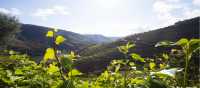 Vineyards of the Douro Valley | Andre Carvalho