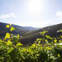 Vineyards of the Douro Valley | Andre Carvalho