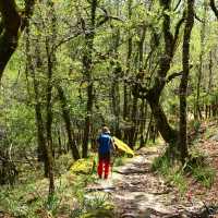 Forest Trails, Peneda Geres National Park, Portugal