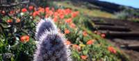 Madeiran vegetation in bloom | John Millen