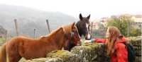 Meeting the locals, Peneda Geres National Park, Portugal