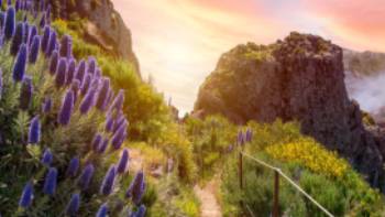 The trails in Madeira are lined with wildflowers, especially in spring & autumn | pixelRaw