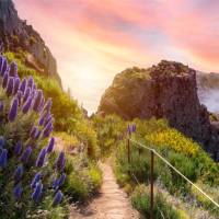 The trails in Madeira are lined with wildflowers, especially in spring & autumn | pixelRaw