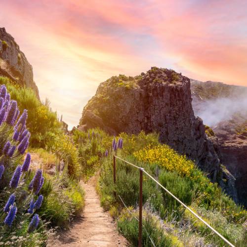 The trails in Madeira are lined with wildflowers, especially in spring & autumn