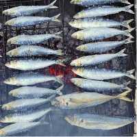 Sardines on the Grill, Northern Portugal
