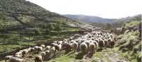 Sheep Herding in the Peneda Geres National Park, Portugal
